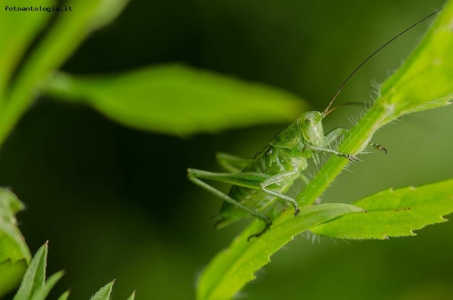 Verde nel verde