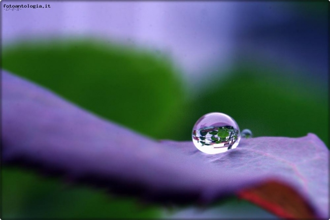 drop after rain 