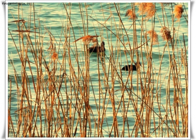 Canneto sul lago di Garda