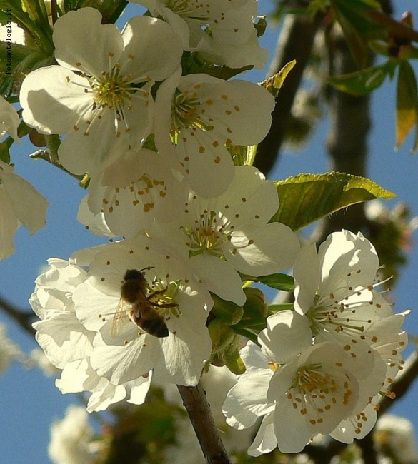 a te il fiore a me le ciliegie!