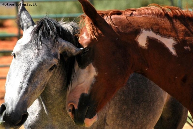 Amore selvaggio