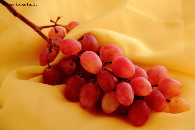 Uva a colori
