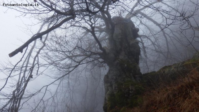 spiriti nella nebbia