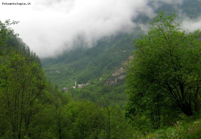 Verde nella nebbia