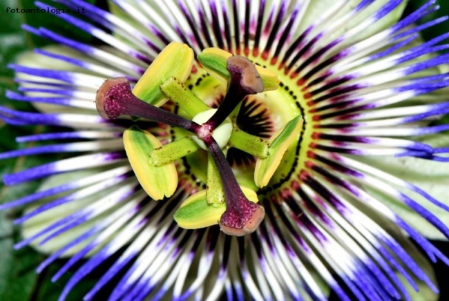 Passiflora