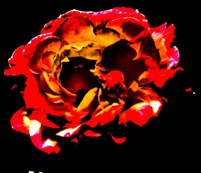 Il buio della rosa