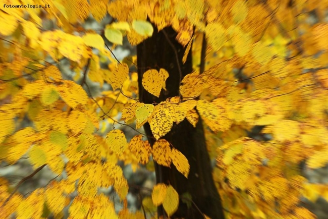Autumn explorer