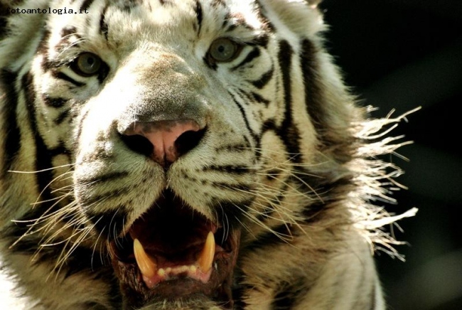 Gatto in taglia gigante!