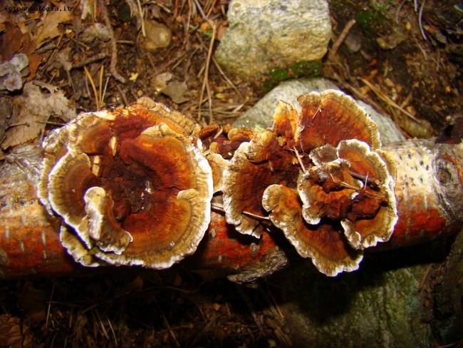 Gemelli nel bosco