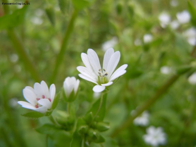 fiori di campo