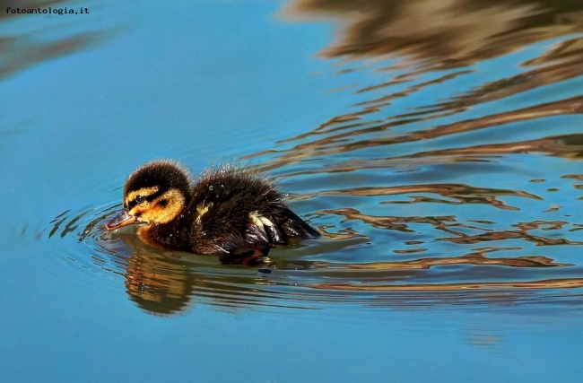 Donald Duck