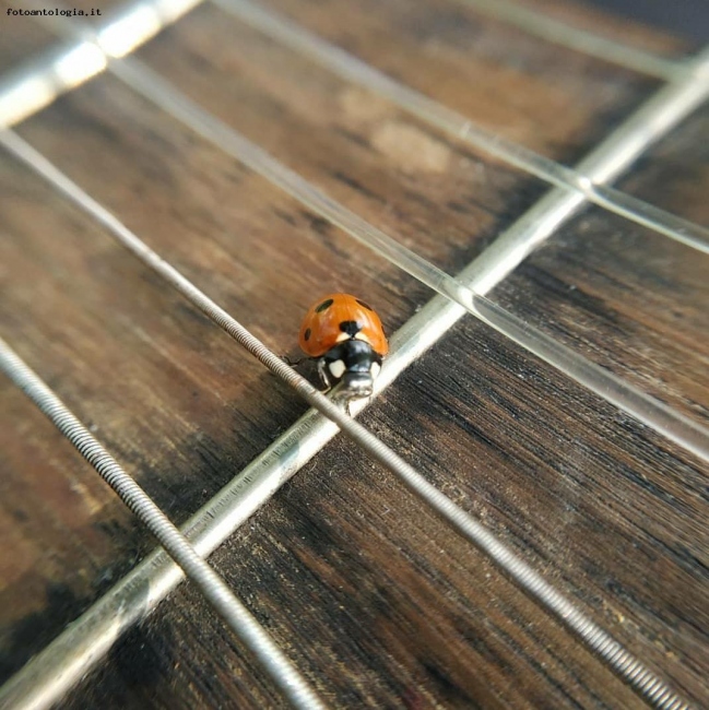 La cicala canta e la coccinella suona