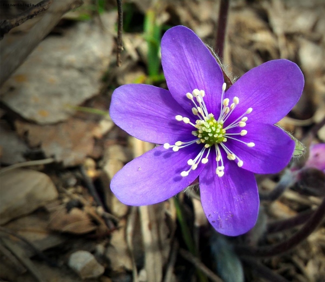 Anemone epatica