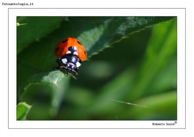 coccinella