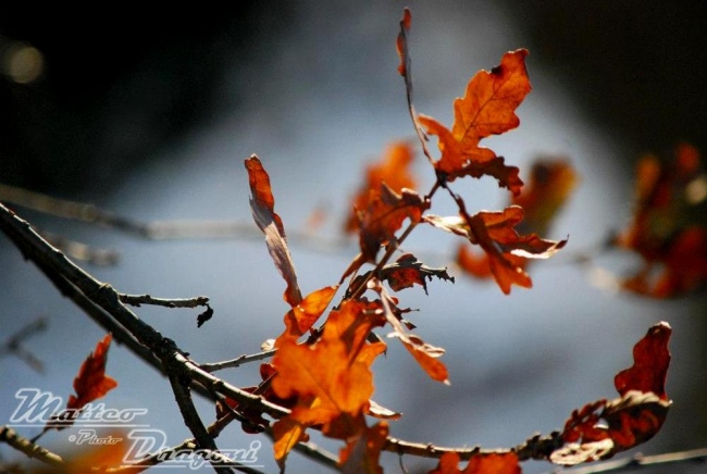 Ha messo chiome il bosco d'autunno