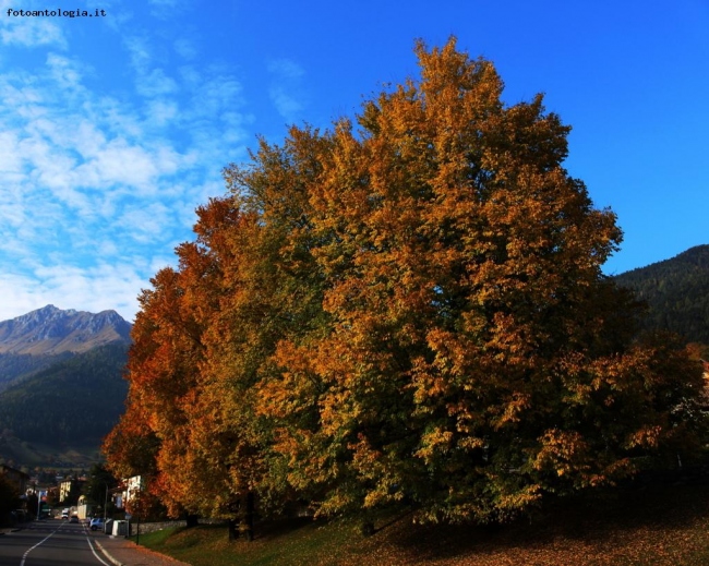 colori d'autunno