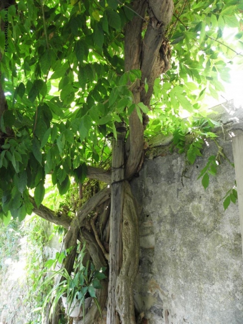 l'albero...il muro...