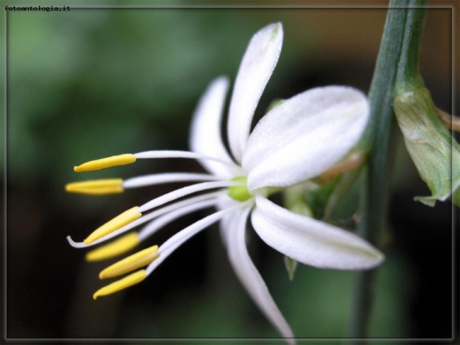 fiore di falangio (nastrino)