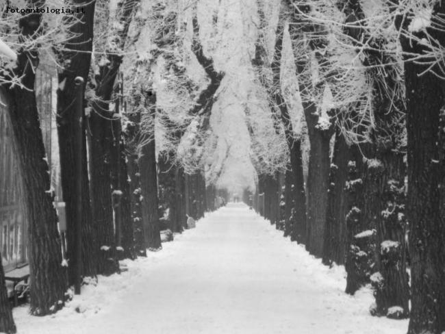 viale garibaldi con la neve