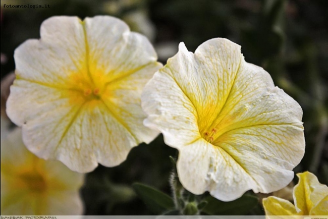 Yellow Flower