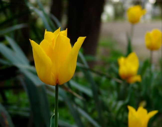 GIALLO TULIPANO