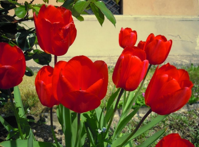 tulipani