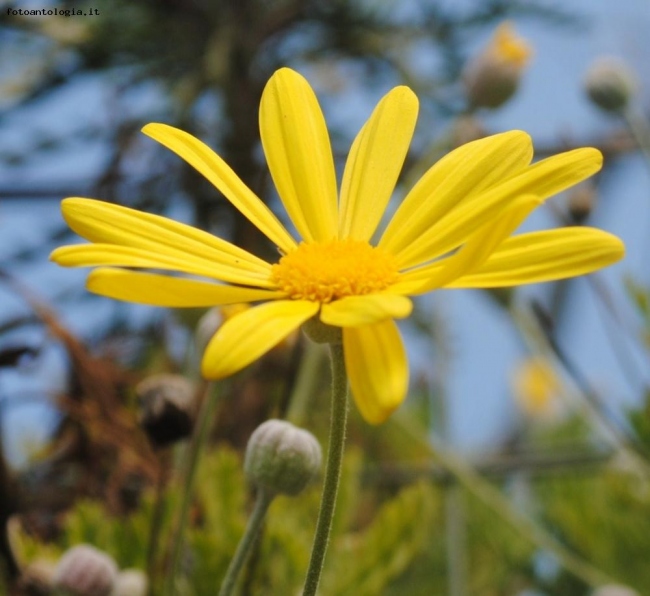 FIORE GIALLO