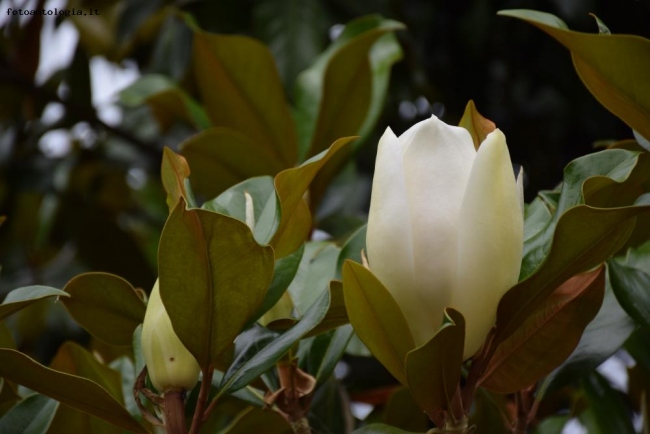 fiori del parco