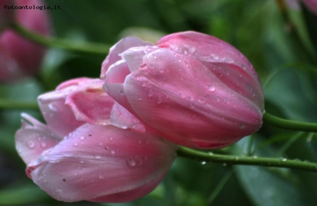 Tulipani rosa