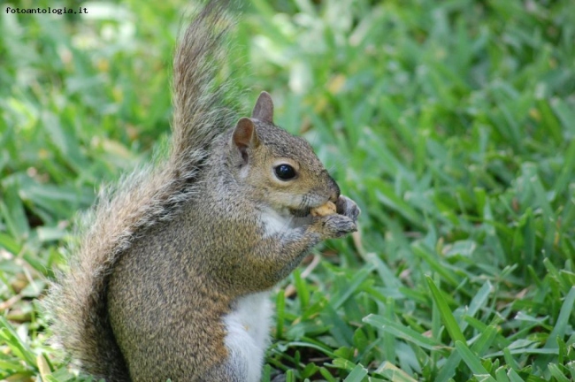 scoiattolo a Central Park