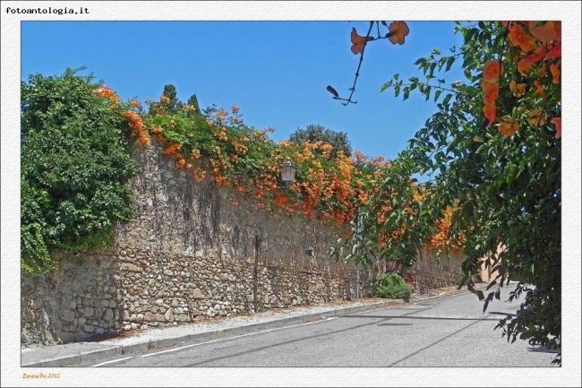 Per i vicoli di Bolgheri - particolare 