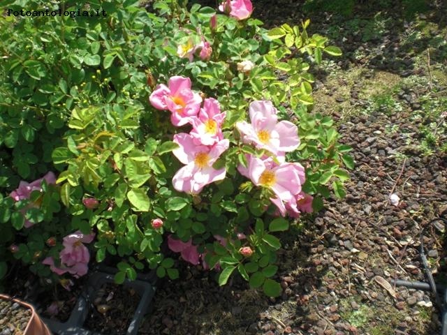 rosa