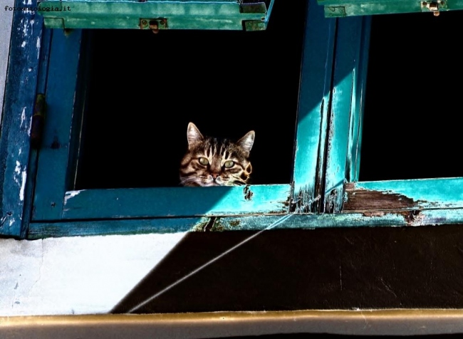 Il gatto alla finestra.....