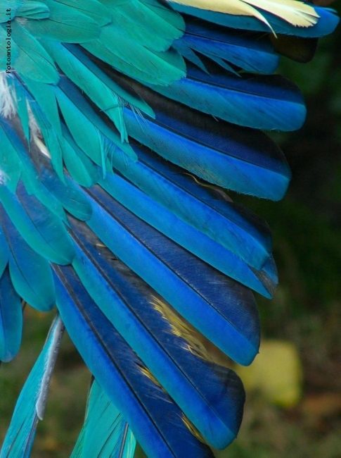 sfumature di piume