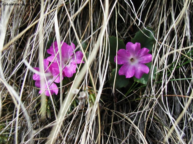 Fiori Rosa