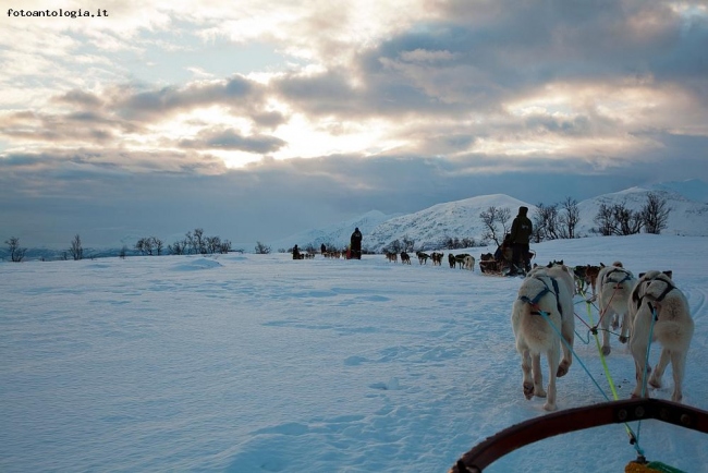 Dog Sladding