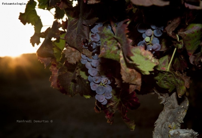 profumi d'autunno