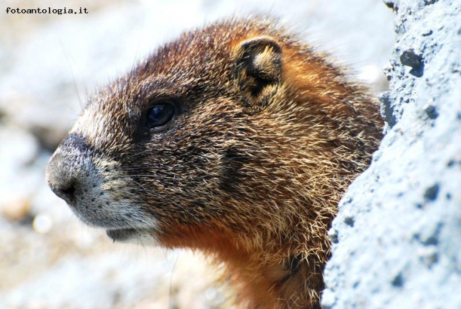 Muso di marmotta