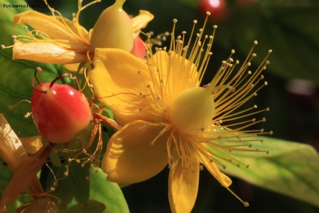 Androseum hypericum