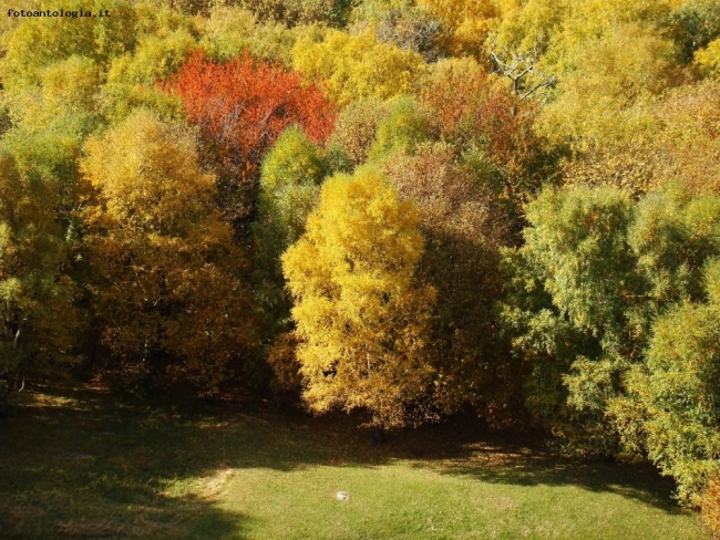 Bosco dai magici colori