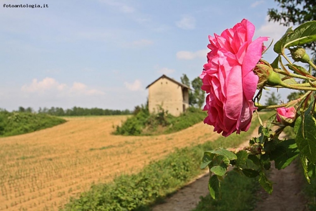 Con una rosa ...