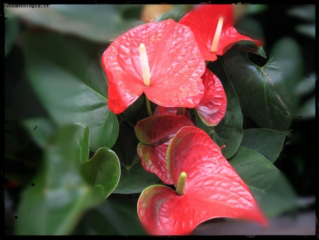 Anthurium schezeria