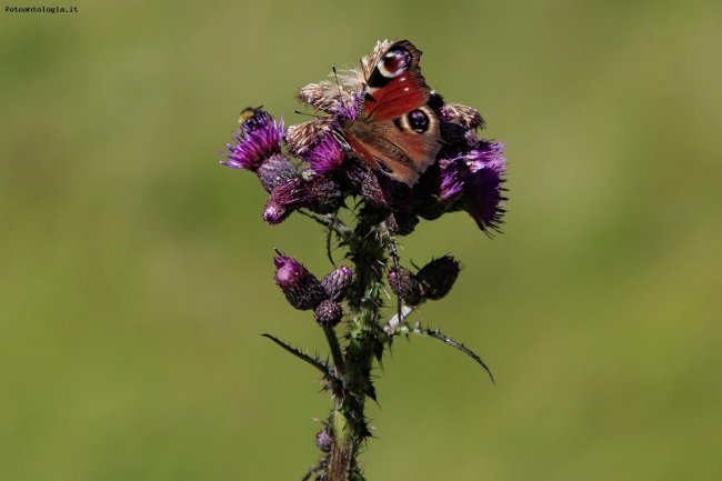 Colori della natura