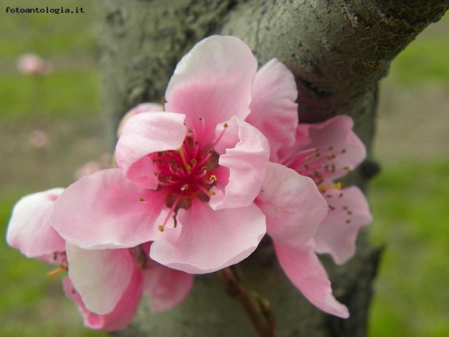 arriva primavera?