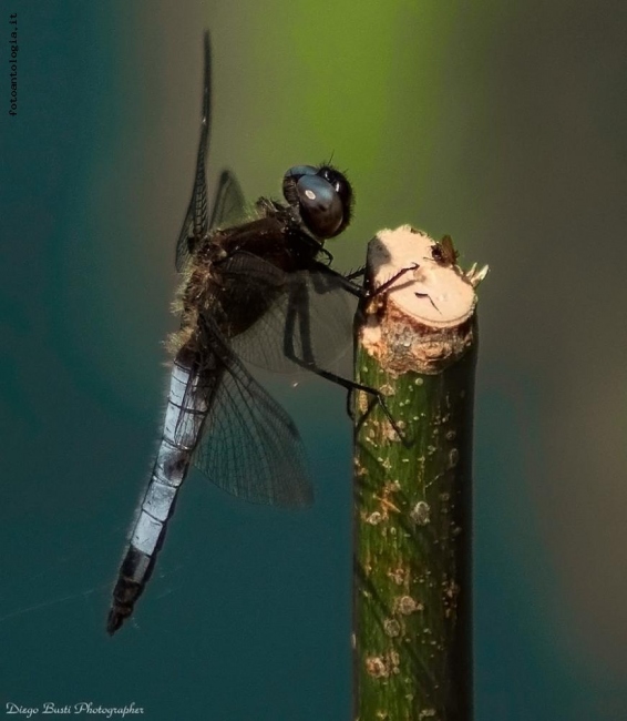 Libellula