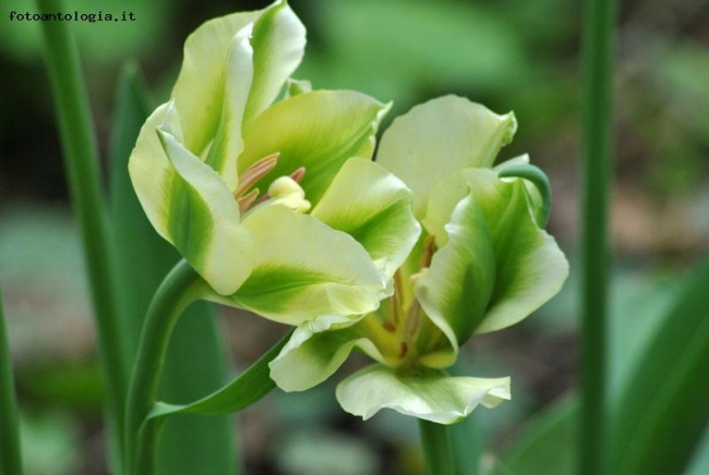 Quando i Tulipani si abbracciano