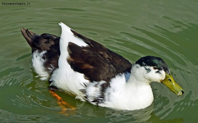 Con questo caldo si sta meglio in acqua..