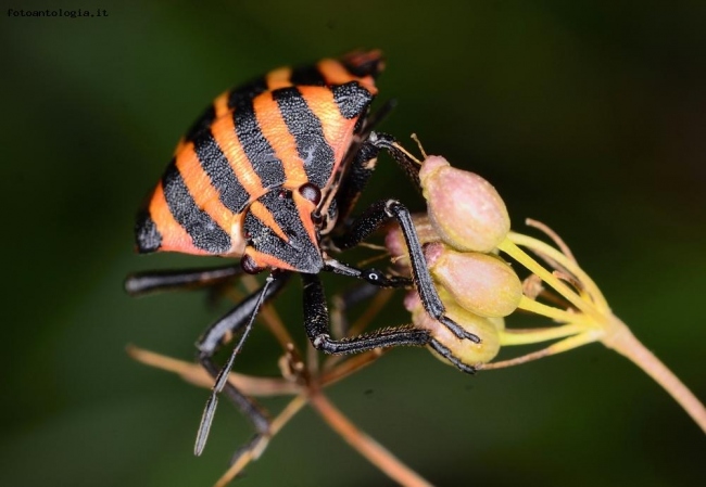 Cimice Rossonera