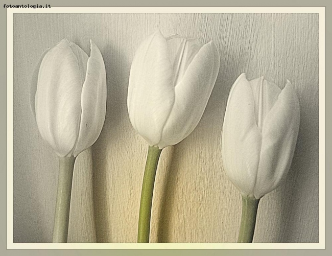 i miei bianchi tulipani