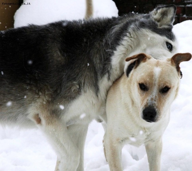 Giochi sulla neve